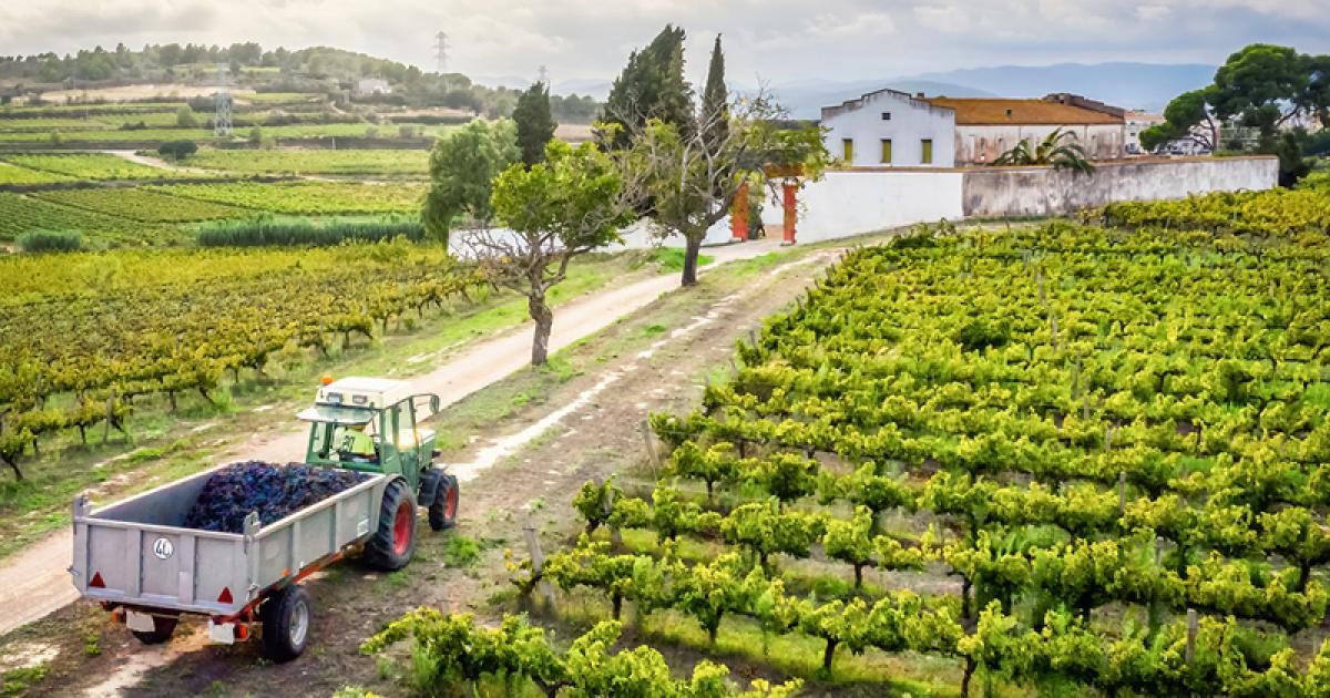 what-does-the-latest-agricultural-census-tell-us-about-spanish-farms